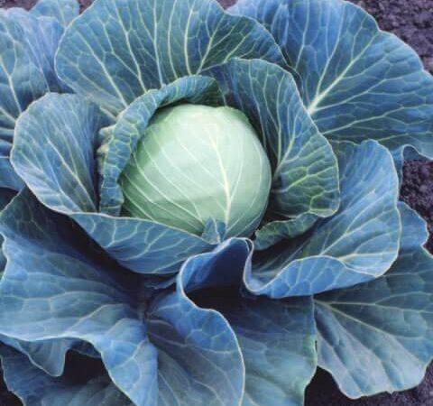Fermenting Vegetables—Simple and Tasty Recipe for Better Health