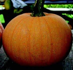 Seasonal Vegetables Perfect for Storage As Is