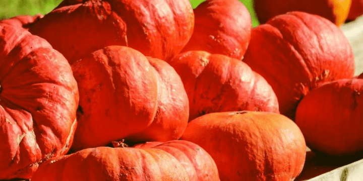 Third Edition of Our Fall & Winter Gardening Catalog Is Now Ready!