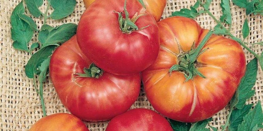 Two Thousand Years Of Reinventing Tomatoes