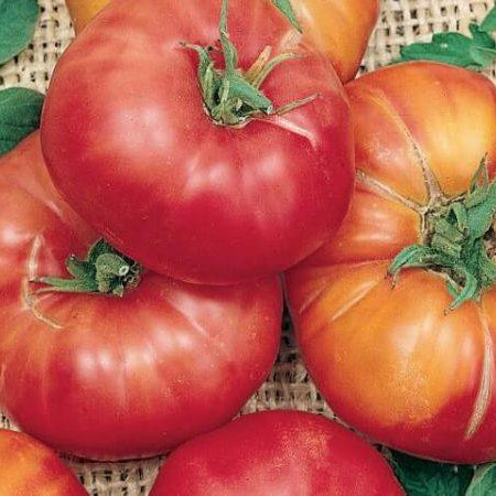 Two Thousand Years Of Reinventing Tomatoes