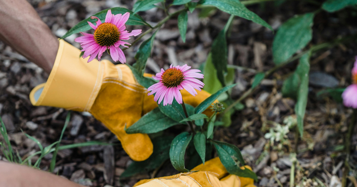 Grow Your Own Flowers – The Beginning Florist's Starter Kit