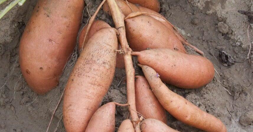 CSPI Rates Sweet Potato As Most Nutritional Vegetable By Far