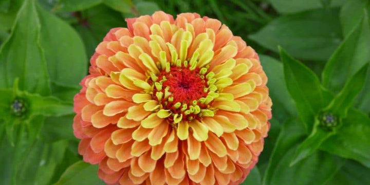 Spotlight On More Introductions For Your 2019 Vegetable & Flower Garden