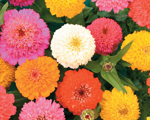When to Plant Zinnia Seeds for Continuous Color All Season