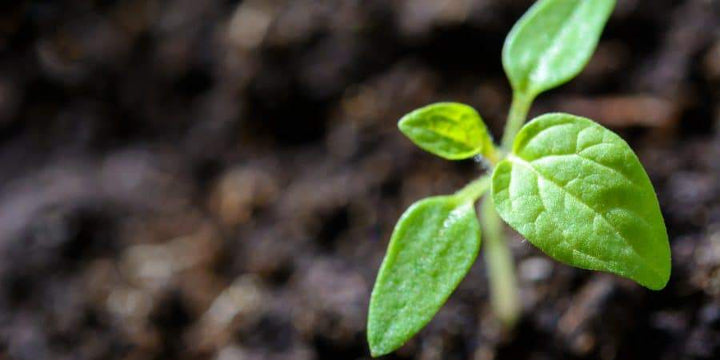 To Insure We Eat Chemical-Free, Nutritious Foods, We Must Grow Our Own