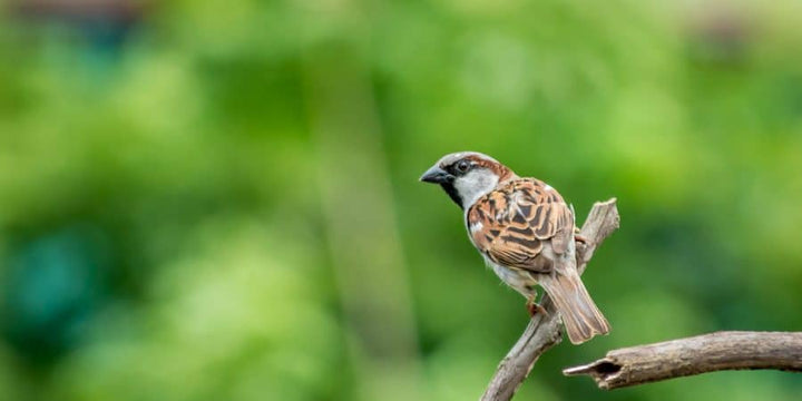 Free Early-Bird Order Seed Packets, New Root Crops Growing Guide For 2019