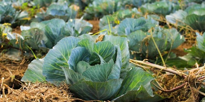 British “Marvellous Grower And Writer” Joy Larkcom Tells Us All About Potagers