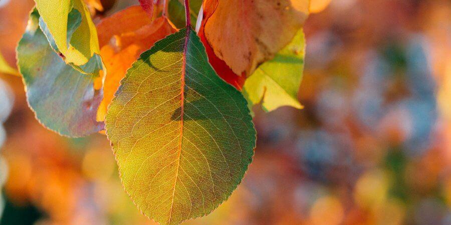 Introducing Our Premier Fall & Winter Gardening Catalog