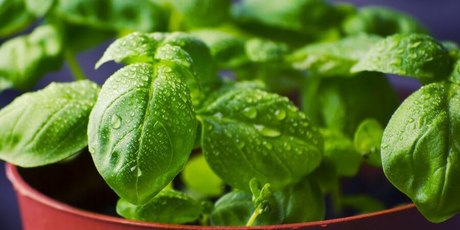 Three AAS-Award-Winning Herbs To Sow This Summer