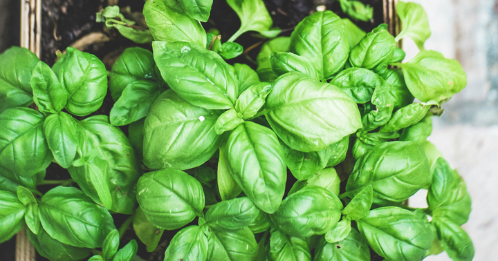 Everything About Basil
