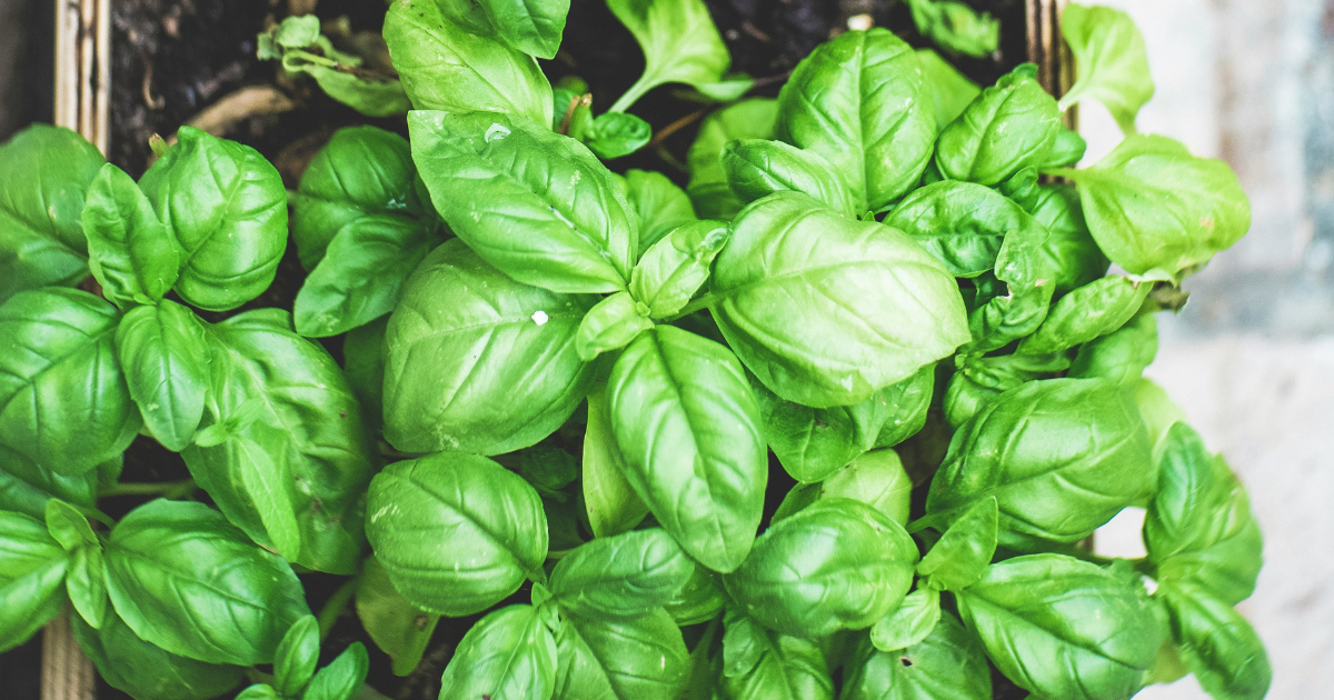 Everything About Basil — Seeds 'n Such