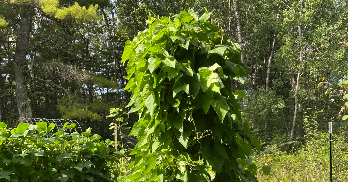 Let's Get Vertical: Trellises, Tripods, Arbors, and More