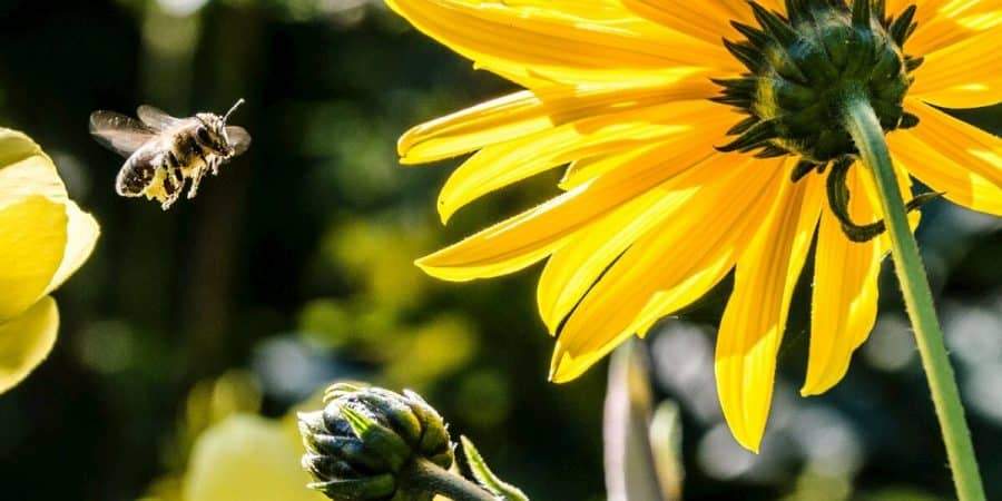 Our Pollinators Are Very Precious Assets