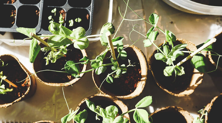 The Beginners Guide to Spring Gardening