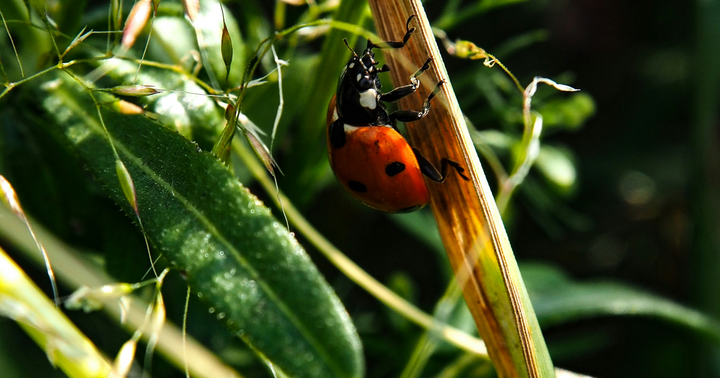 Attracting Beneficial Insects To Your Garden