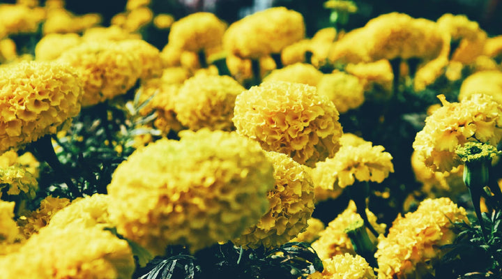 Flower Power: 5 Plants For Pest Control