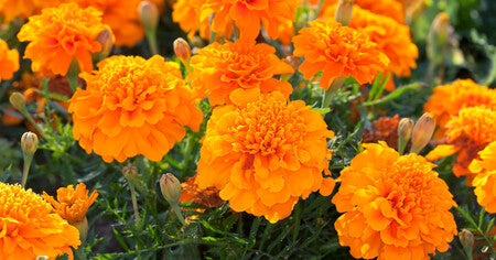 Cool Flowers (Plant These 10 Hardy Annuals Now for Beautiful Spring Blooms)