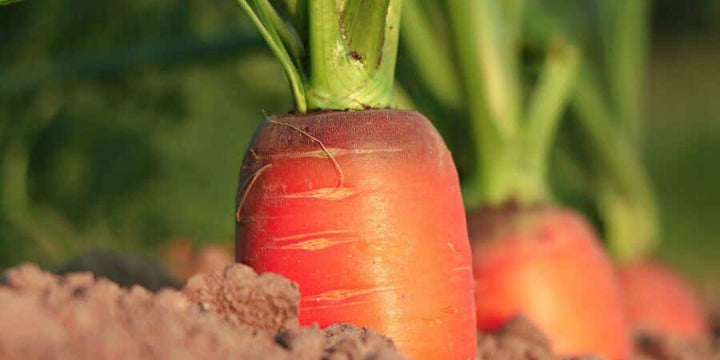 Reddest Cooking Carrot Ever—Is Also One of The Healthiest!