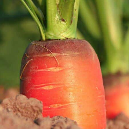Reddest Cooking Carrot Ever—Is Also One of The Healthiest!
