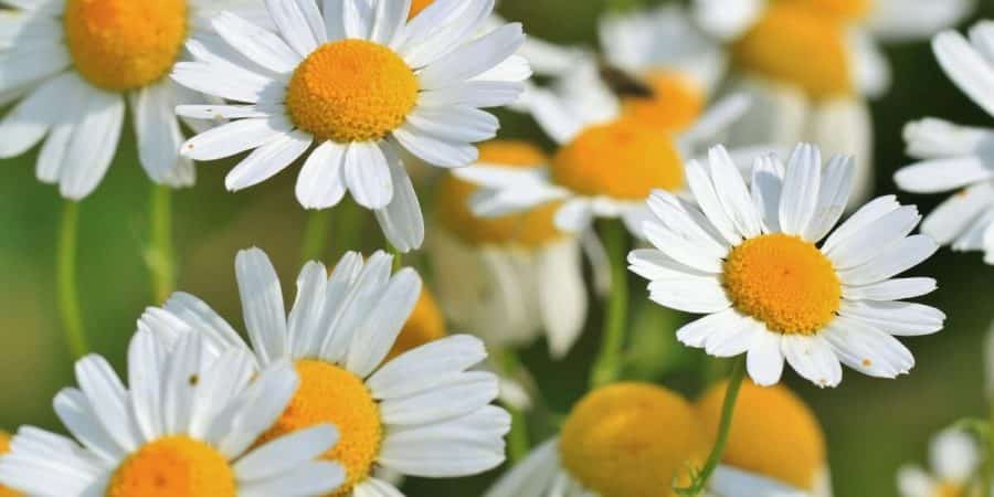 How To Grow Edible Flowers