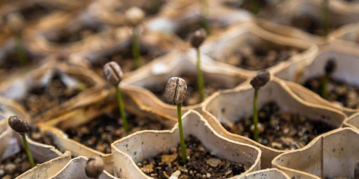 Deciphering Cultural Information on Seed Packets