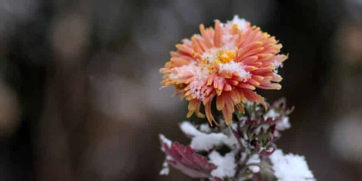 ‘FREE SEEDS’ OFFER EXTENDED A WEEK – BUT HURRY!