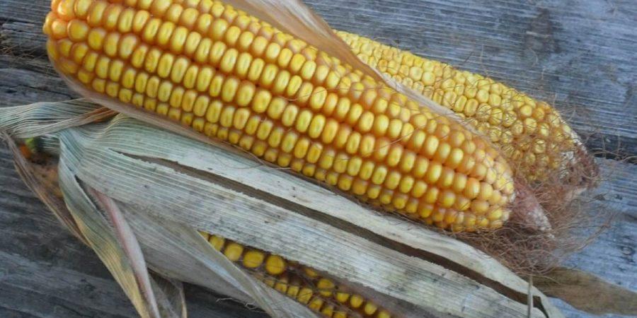 Sweet Corn, Pea Varieties Added; Beans To Come In 2017