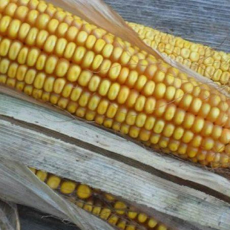 Sweet Corn, Pea Varieties Added; Beans To Come In 2017