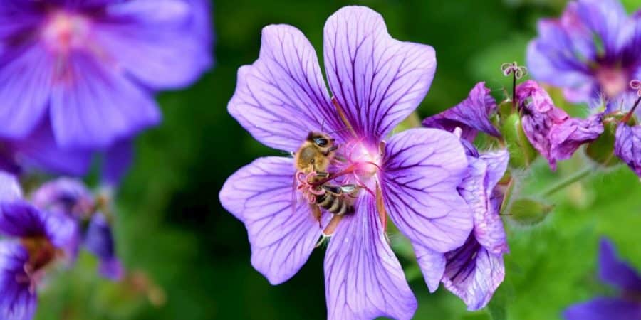 Xerces Society’s Recommendations For Establishing Pollinator Habitats
