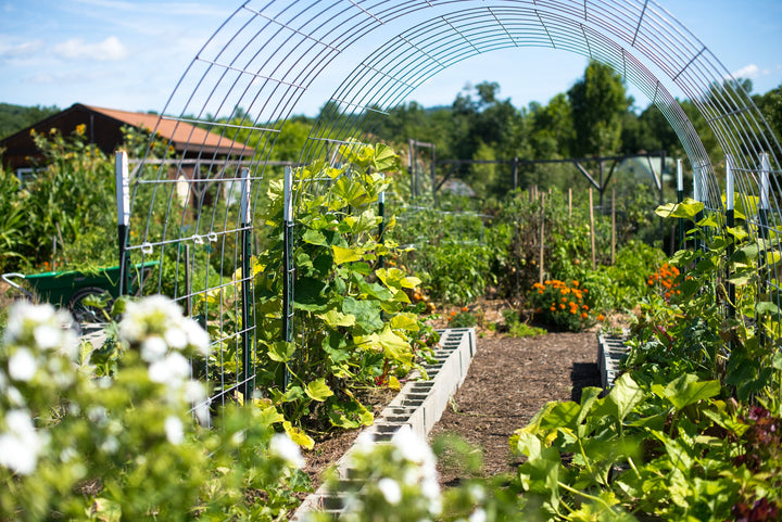How To Trellis Cucumbers: Control the Chaos With These 9 DIY Trellises