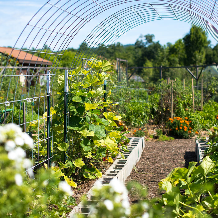 How To Trellis Cucumbers: Control the Chaos With These 9 DIY Trellises