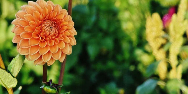 It’s Also Best To Grow Your Own Flowers From Seed