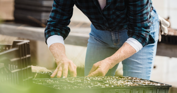 How To Prevent Damping Off So That Your Seedlings Survive