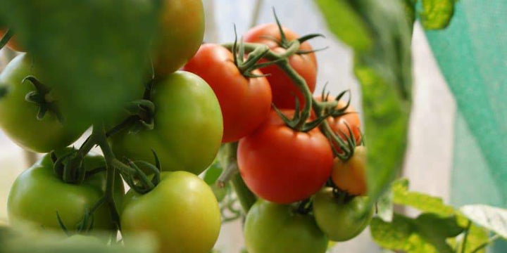 Long-Time Successful Furniture-Crafter Fulfills Dream To Farm Healthy Food