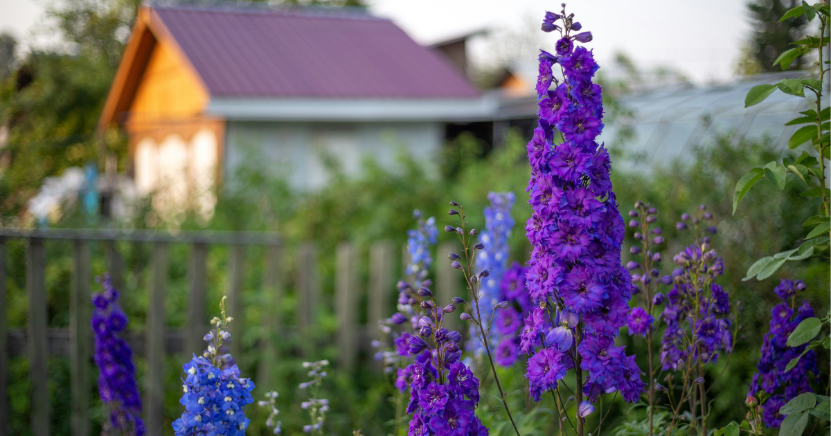 When And How To Divide Perennials