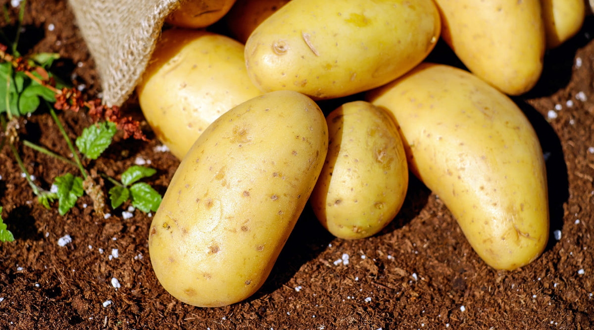 2022 Doomsday Prep Buyer’s Guide: Seeds Edition