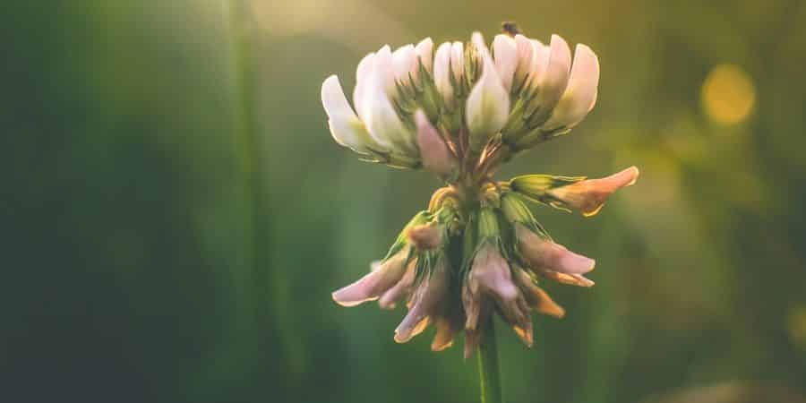 Farm & Field Seeds Return—Cover Crop Programs To Regenerate Soil Fertility