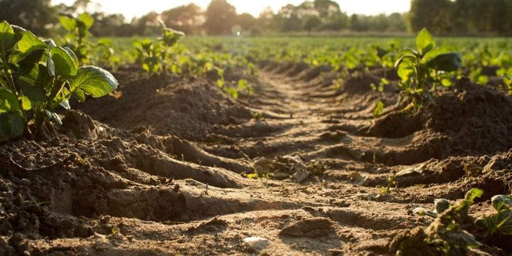 Success Of Transitioned Vermont Regenerative Farm: “It’s All About The Soil”