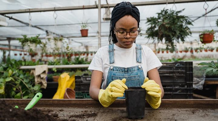 Vegetable Garden Seeds for Beginners: 7 Easy Picks to Start Your First Garden