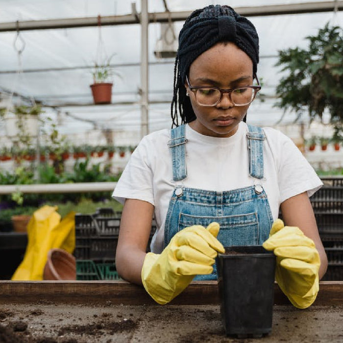Vegetable Garden Seeds for Beginners: 7 Easy Picks to Start Your First Garden