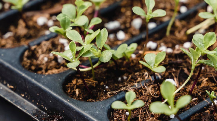 5 Seed Germination Hacks