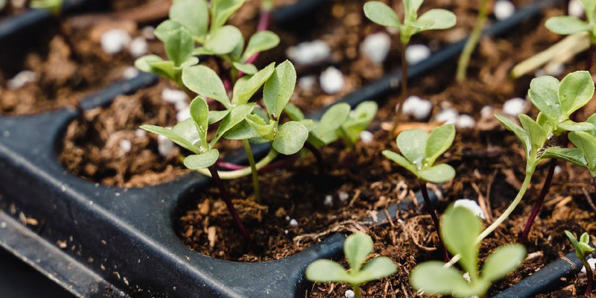 5 Seed Germination Hacks — Seeds 'n Such