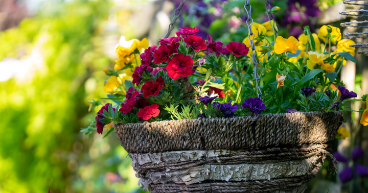 11 Flowers and Vegetables to Create Stunning Hanging Baskets