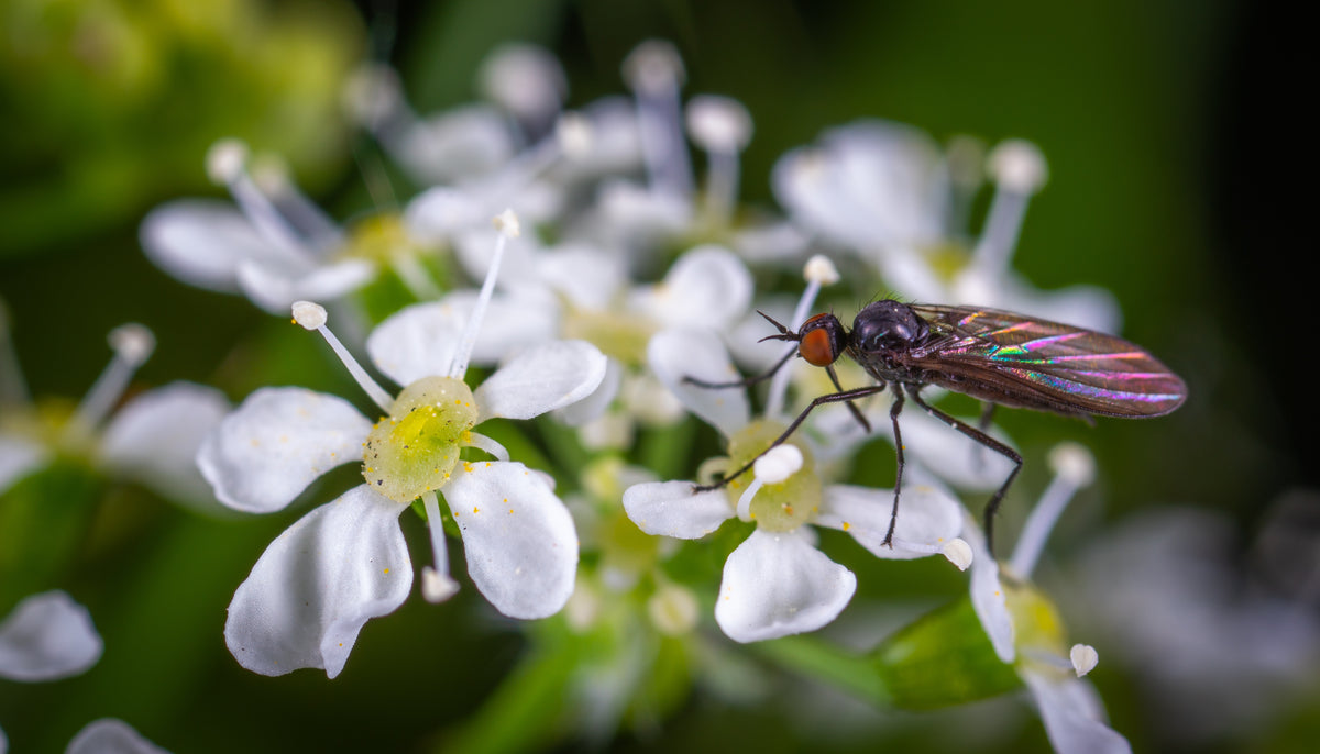 Garden pests 
