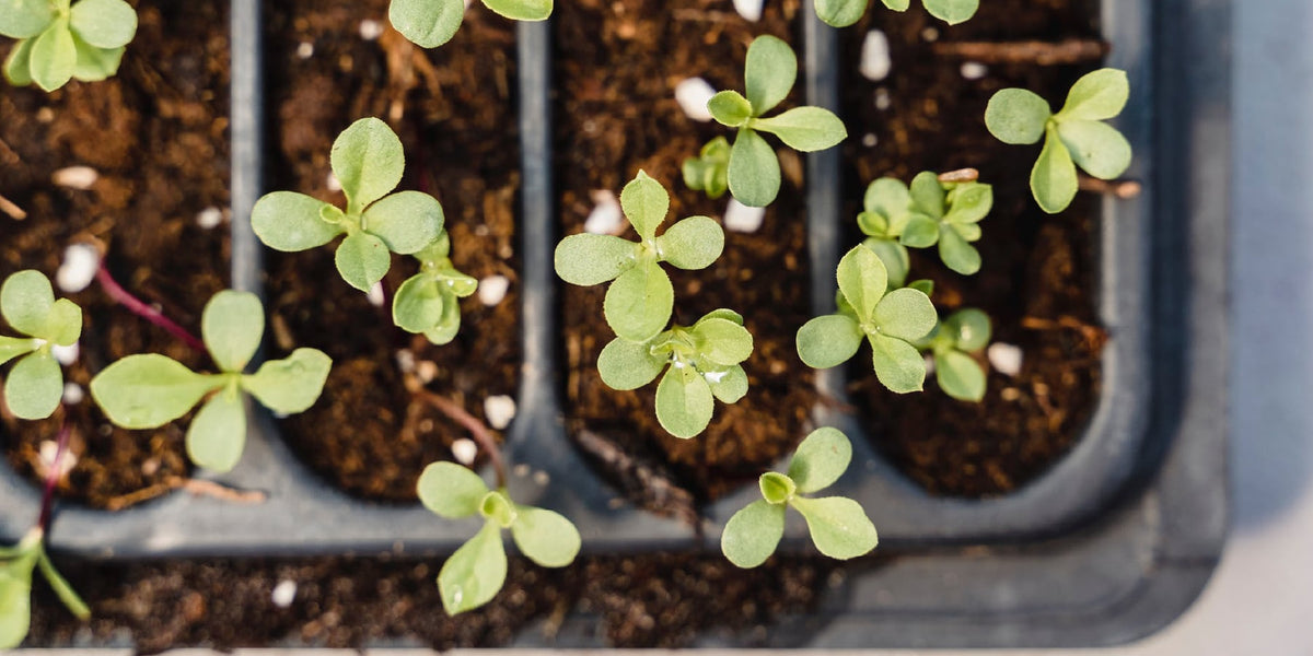 Germination Rates What Do They Actually Mean? — Seeds 'n Such