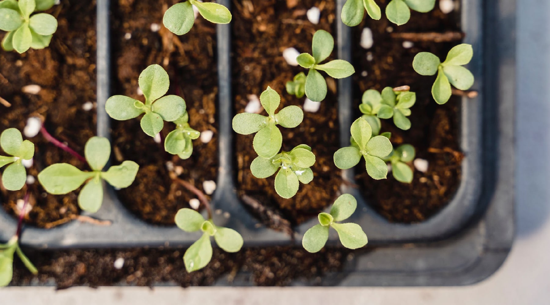 Germination Rates - What Do They Actually Mean?