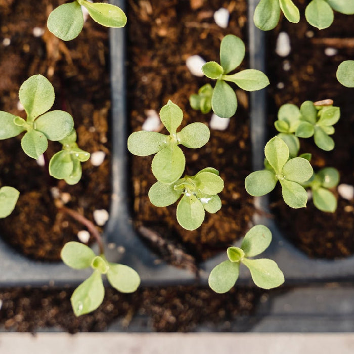Germination Rates - What Do They Actually Mean?