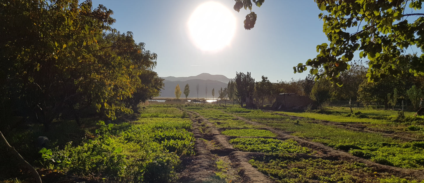 How Much Light Do Plants Need? — Seeds 'n Such