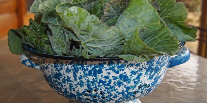 Super-Food Tiger Hybrid Collards Can Be Easily Grown Anywhere